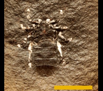 Arthropoda - Chelicerata - Arachnida 
 
Triangulotarbus terrehautensisSpecimen PE 40269
Lower Shelburn Foramtion - Sandy Shale Member
Paleozoic - Middle Pennsylvanian(~305 Million years ago)
Terre Haute, Indiana