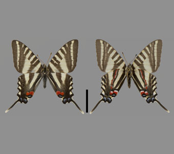 Papilionidae: Papilioninae: Papilionini 
 
Eurytides marcellus (Cramer, 1777)Zebra SwallowtailFMNH-INS 124050 
Fayetteville, Washington County, AR12 March 1976