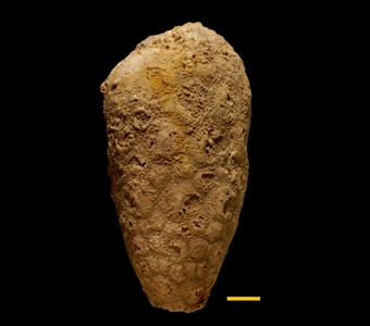 Echinodermata - Diploporita -
 
Holocystites alternatusSpecimen UC 18061
Osgood Formation ??
Paleozoic - Silurian - Niagaran
Jefferson County, Indiana