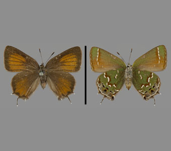 Lycaenidae: Theclinae 
 
Callophrys gryneus (Hübner, [1819])Cedar HairstreakFMNH-INS 124068 
Montgomery County, VA26 April 1899