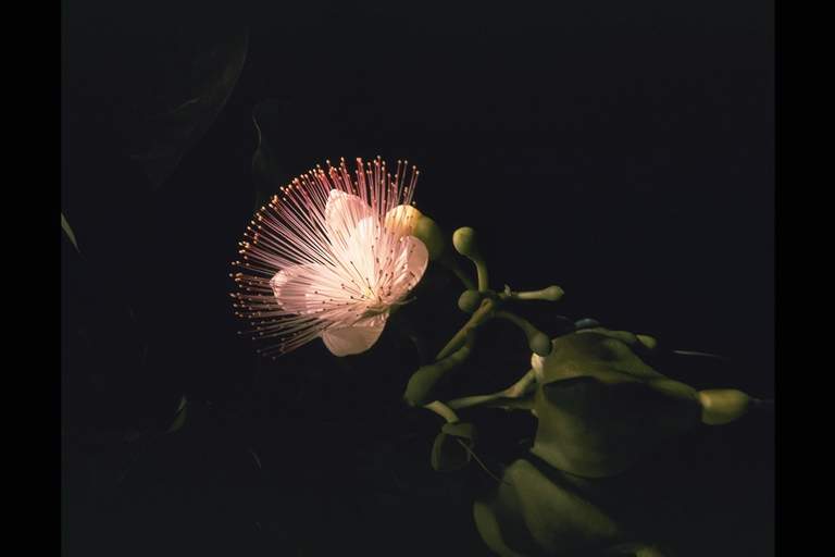 Barringtonia branch and flower (East Indies). Barringtonia Speciosa.
Credit Information:
© 1982 The Field Museum
ID# B83212c
Photographer: Ron Testa