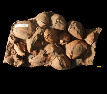 Brachiopoda - Rhynchonellata - Pentamerida
 
Pentamerus oblongusSpecimen PE 53958-A
Red Mountain Formation
Paleozoic - Silurian
Jefferson County, Alabama