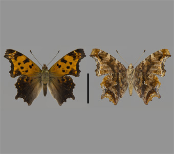 Nymphalidae: Nymphalinae: Nymphalini 
 
Polygonia comma (Harris, 1842)Comma AnglewingFMNH-INS 124036 
Lac du Flambeau, Vilas County, WI6-7 July 2001