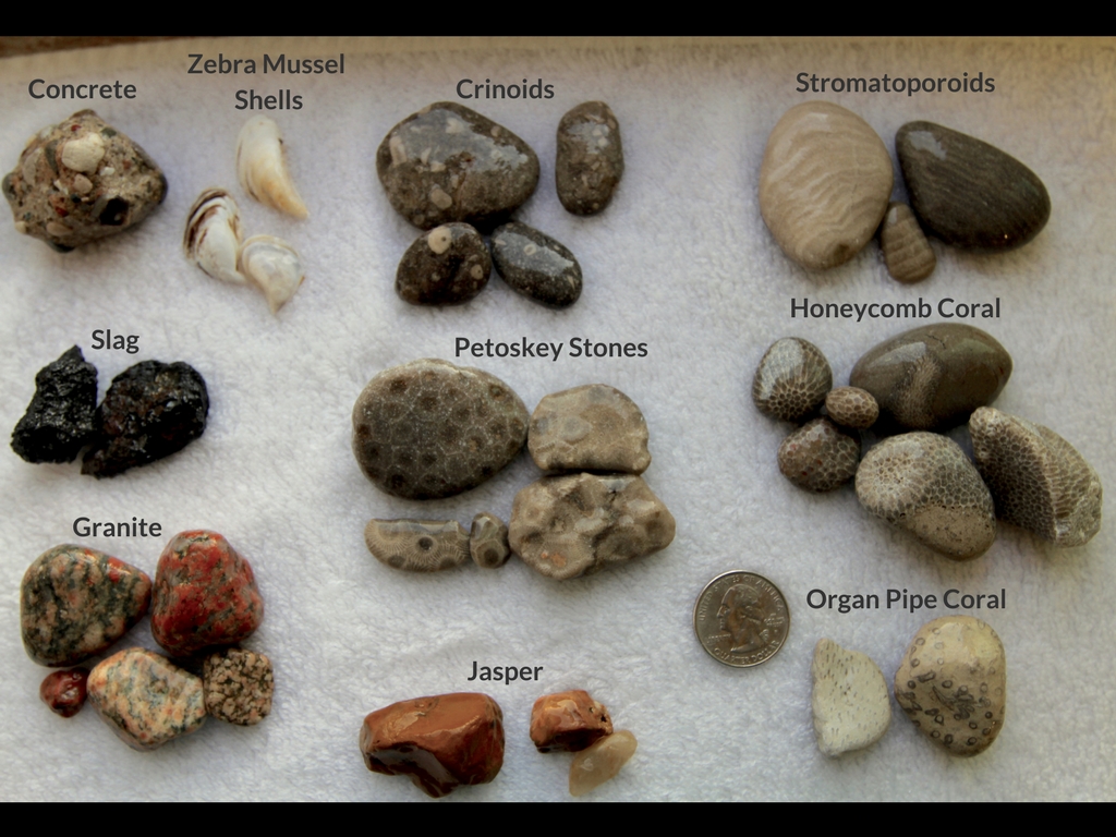 Beachgoer's Guide to Lake Michigan Fossils and Rocks - Field Museum