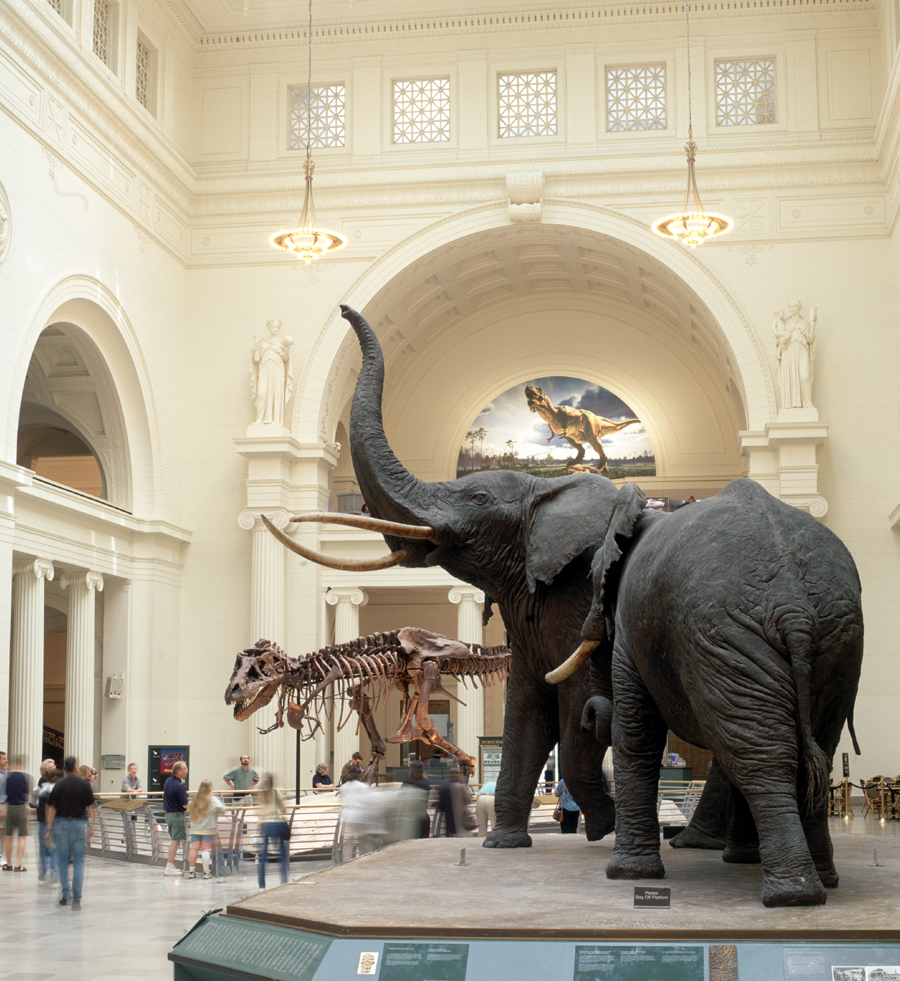 Elephants, Sue T. rex completed fossil skeleton with visitors in Stanley Field Hall. 2000.Credit Information: © The Field MuseumID# GN89716_9c Photographer: John Weinstein