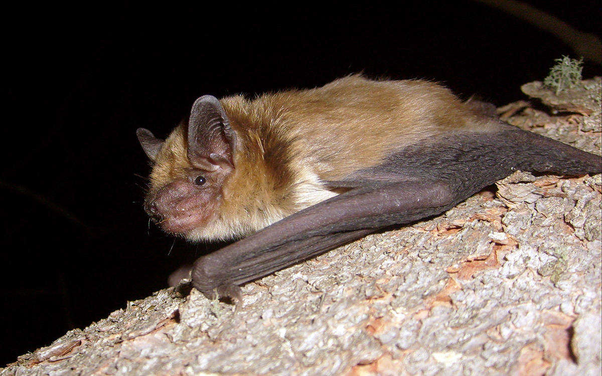 A brown bat with folded wings hooked onto tree bark
