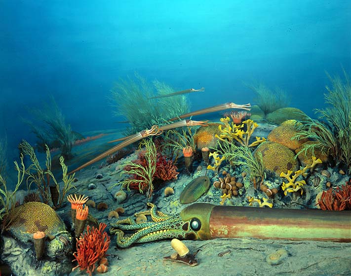 Late Ordovician Life diorama 390 million years ago models of: seaweed, coral, brachiopod, clam, snail, cephalopod and trilobite.
Credit Information: © The Field MuseumNeg. # GEO80820cPhotographer: Ron Testa