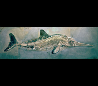 Stenopterygius quardiscissus (Quenstedt) (or quadricissus), fossil skeleton of a fish-shaped ichthyosaur with epidermis outline preserved.Credit Information:© 1986 The Field MuseumNeg. # GEO84968cPhotographer: Ron Testa