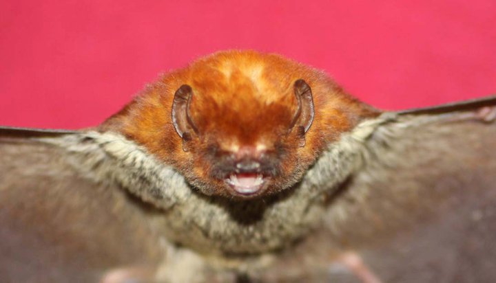 The Neotropical red bat, Lasiurus blossevillii