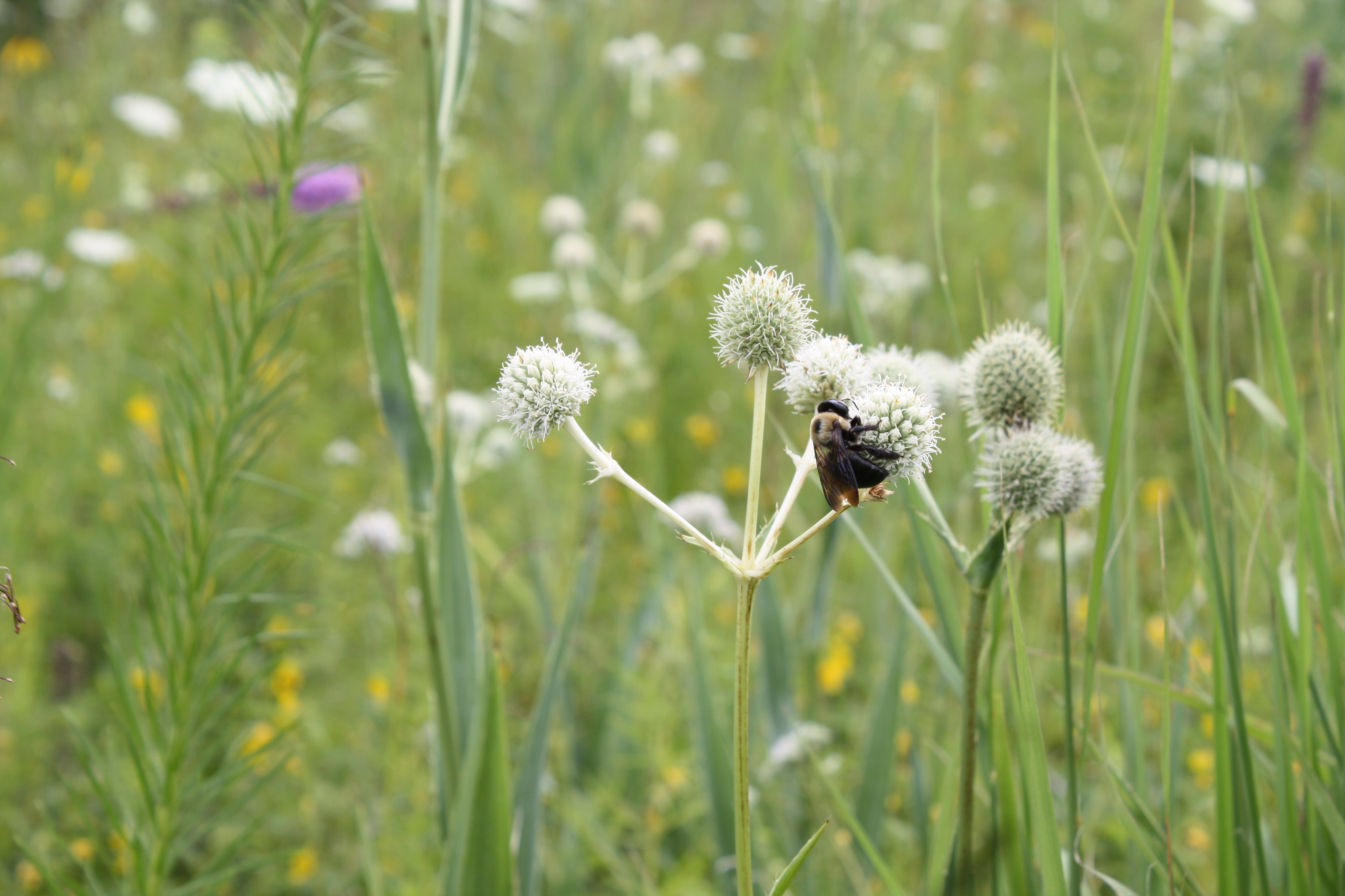 A bee perched on a light blue-green plant with round buds. The background is an out-of-focus green prairie.