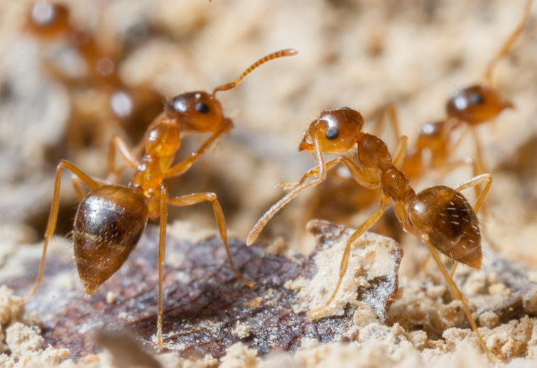 School of Ants