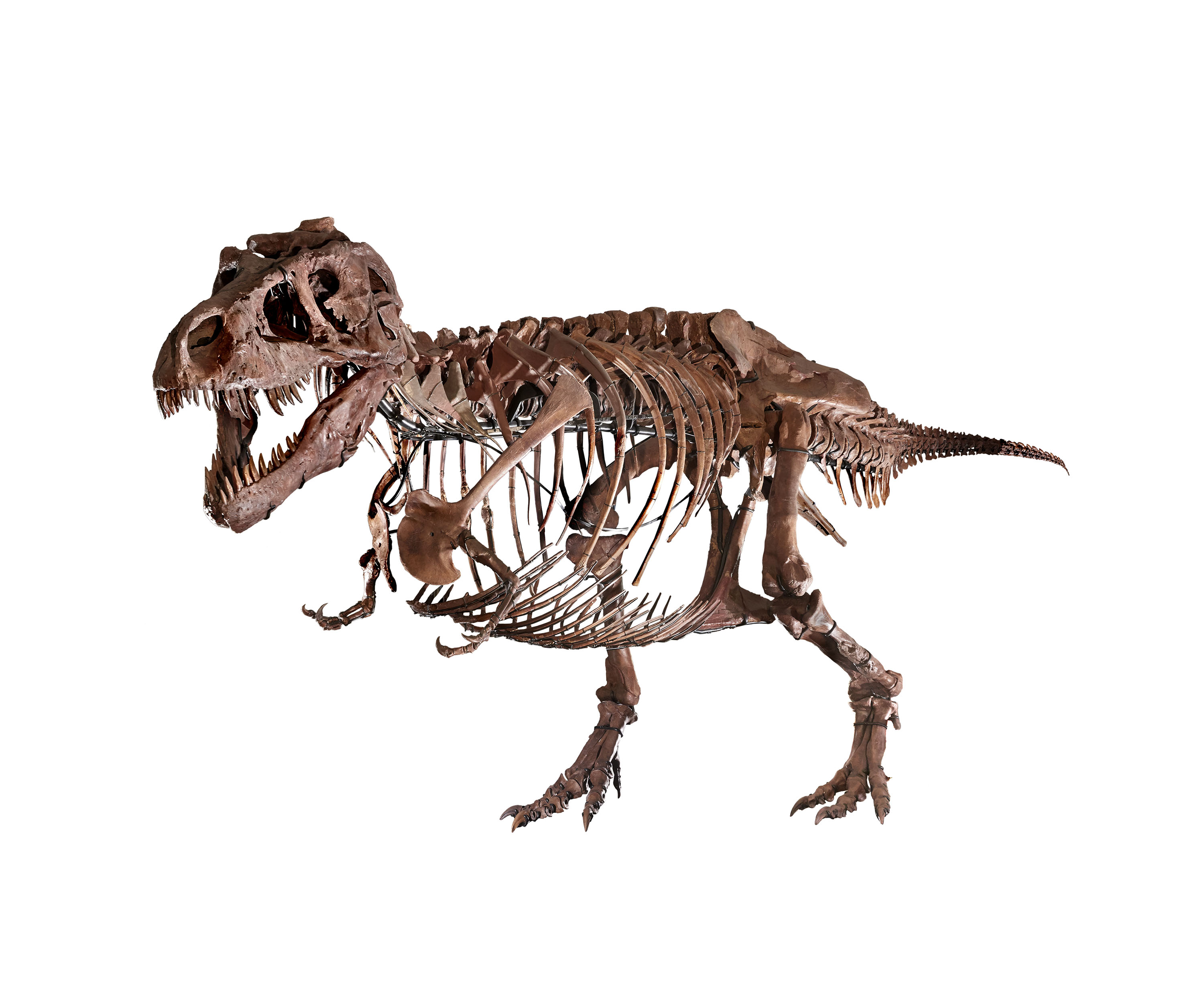Skeleton of SUE the T. rex on a white background, after receiving scientific updates. The gastralia have been added, sort of like a second set of ribs lining the belly. Overall, the skeleton looks fuller and more upright than it did previously.