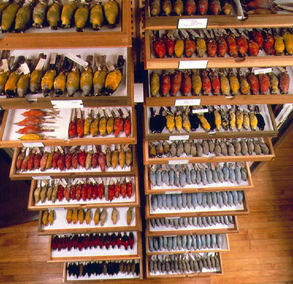 Several drawers in the collections area containing tanagers, birds of North and South America.Credit Information:© 1999 The Field MuseumID# Z94281_8cPhotographer: John Weinstein