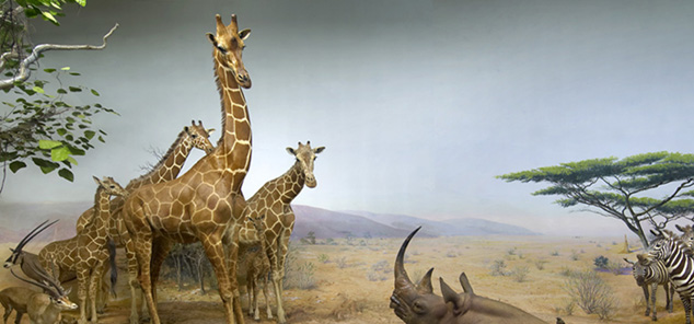 A cropped photo of the African Water Hole diorama, featuring a family of giraffe on the left, a rhinoceros in the bottom center, and several zebra on the right.
