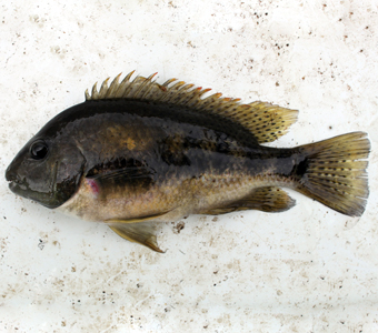 A neotropical cichlid (Tomocichla sieboldii) collected in Panama.  This fish can be found in rivers of Costa Rica and Panama.