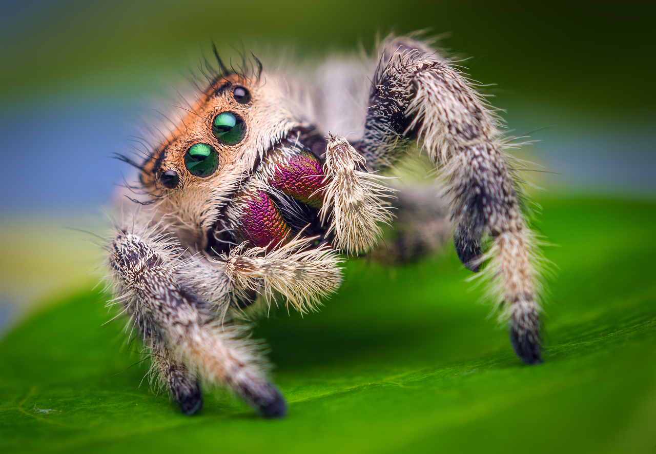 Image for Re-evaluate Your Idea of “Scary” with These Adorably Spooky Animals