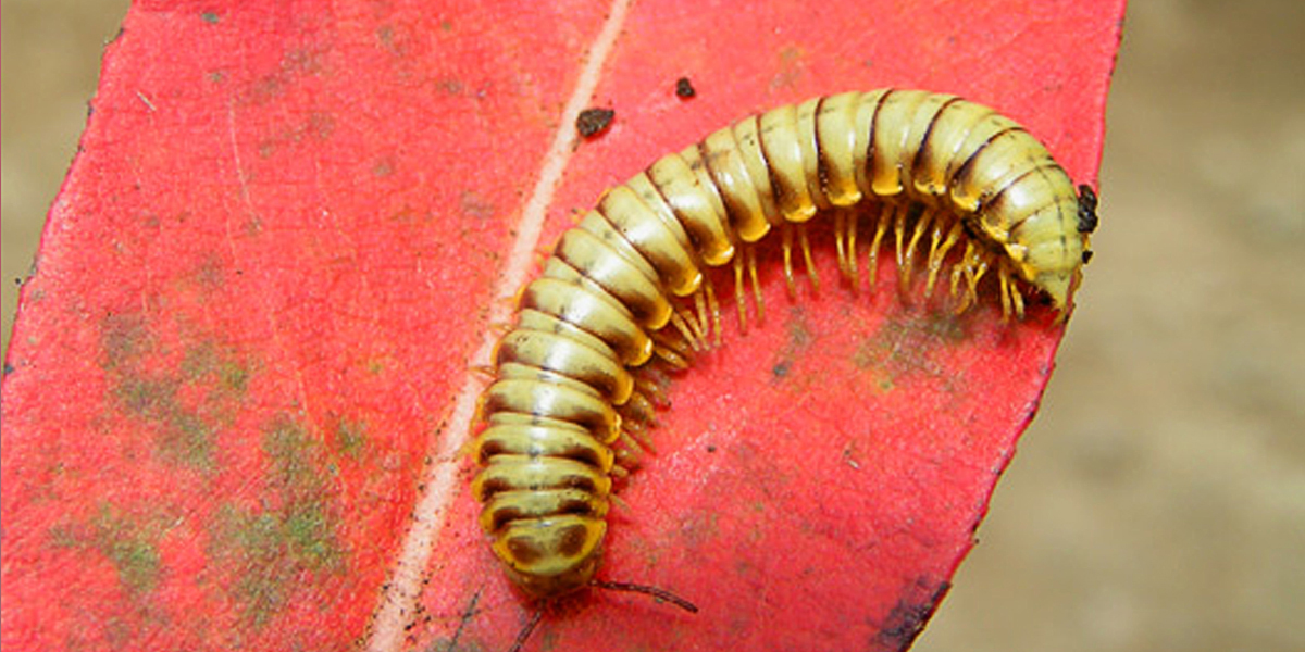 Millipede Xystodesmidae