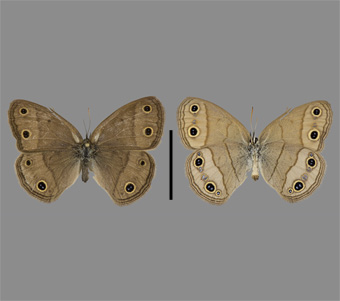 Nymphalidae: Satyrinae 
 
Megisto cymela (Cramer, 1777)Little Wood SatyrFMNH-INS 124039 
Dixon Springs State Park, Pope County, IL22 June 2002