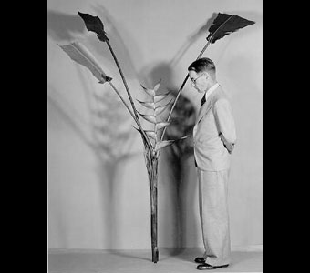 Dr. Paul Standley standing next to the plant model of Heliconia barqueta.
Credit Information:
© 1934 The Field Museum
ID# B78580
Photographer unknown