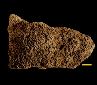 Cnidaria - Anthozoa - Favositida - Favositidae
 
Favosites hisingeriSpecimen P 478
Racine Formation?
Paleozoic - Silurian - Niagaran
Hawthorne, Illinois