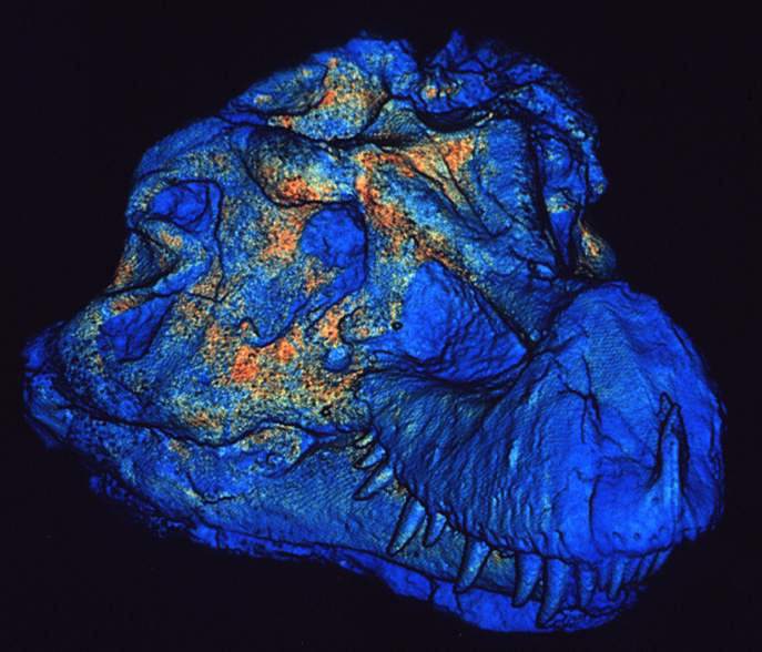 External view, 3/4 of Sue, T. rex skull. CT scan made at Boeing Corporation, California.
Credit Information: © The Field MuseumNeg. # GEO86195_3cCT Scan by Chris Brochu