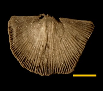 Brachiopoda - Strophomenata - Orthotetida - Chilidiopsidae
 
Coolinia subplanaPreviously named: Orthothetes subplanusSpecimen P 5097
Racine Formation?
Paleozoic - Silurian - Niagaran
Chicago, Illinois