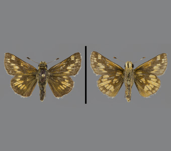 Hesperiidae: Hesperiinae 
 
Polites peckius (W. Kirby, 1837)Yellow-Patch SkipperFMNH-INS 124119 
Freeport, Stephenson County, IL9 June 1991