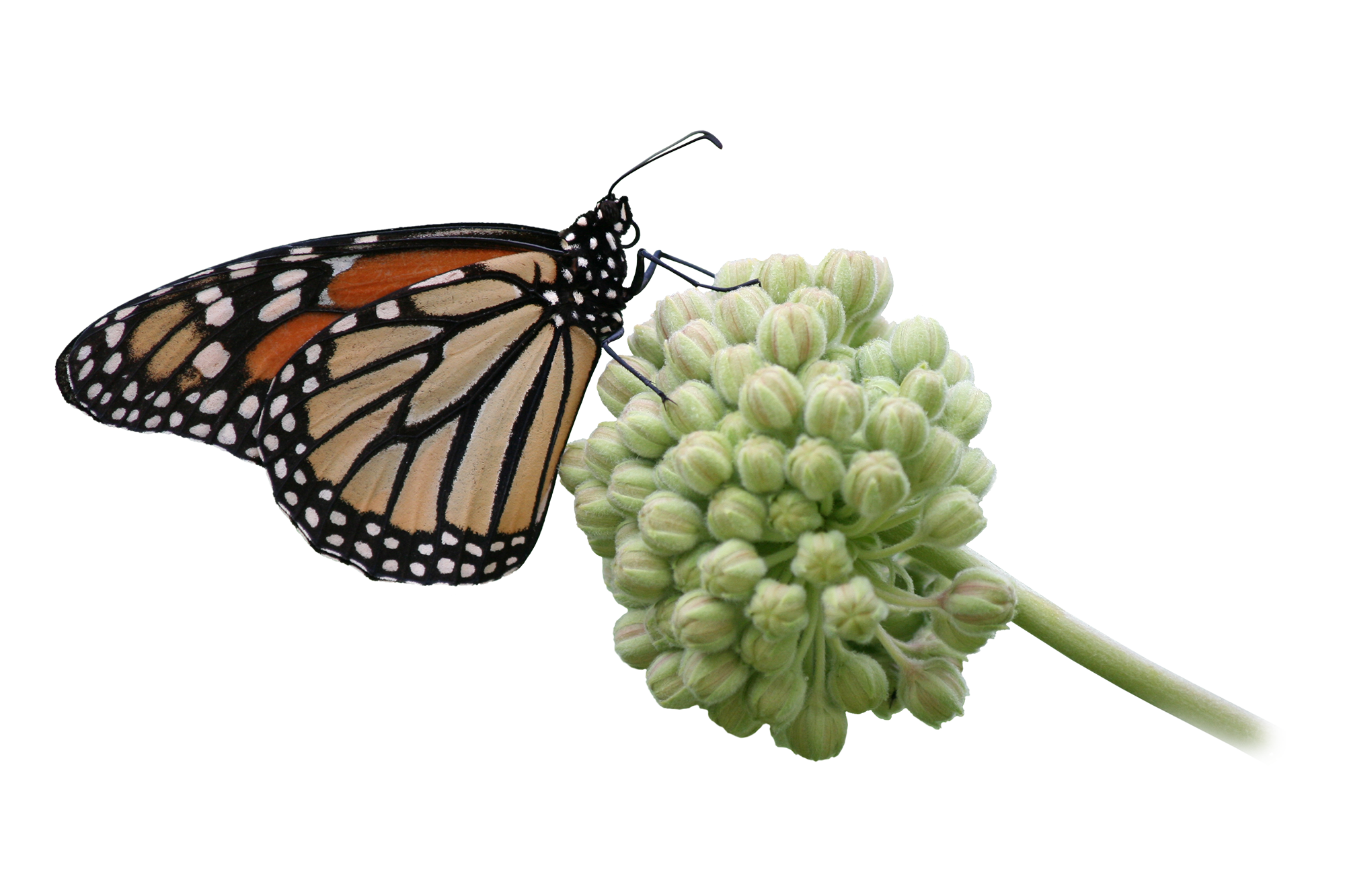 A monarch butterfly perched on a cluster of milkweed flowers.