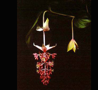 Magnificent medinilla (Medinilla magnifica) branch and flower detail. Melastome Family.  Mr. Emil Sella, Curator of Botany Exhibits, prepared the plant model from a specimen obtained in the Philippines.
 

Credit Information:
© 1985 The Field Museum
ID# B83220c
Photographer: Ron Testa