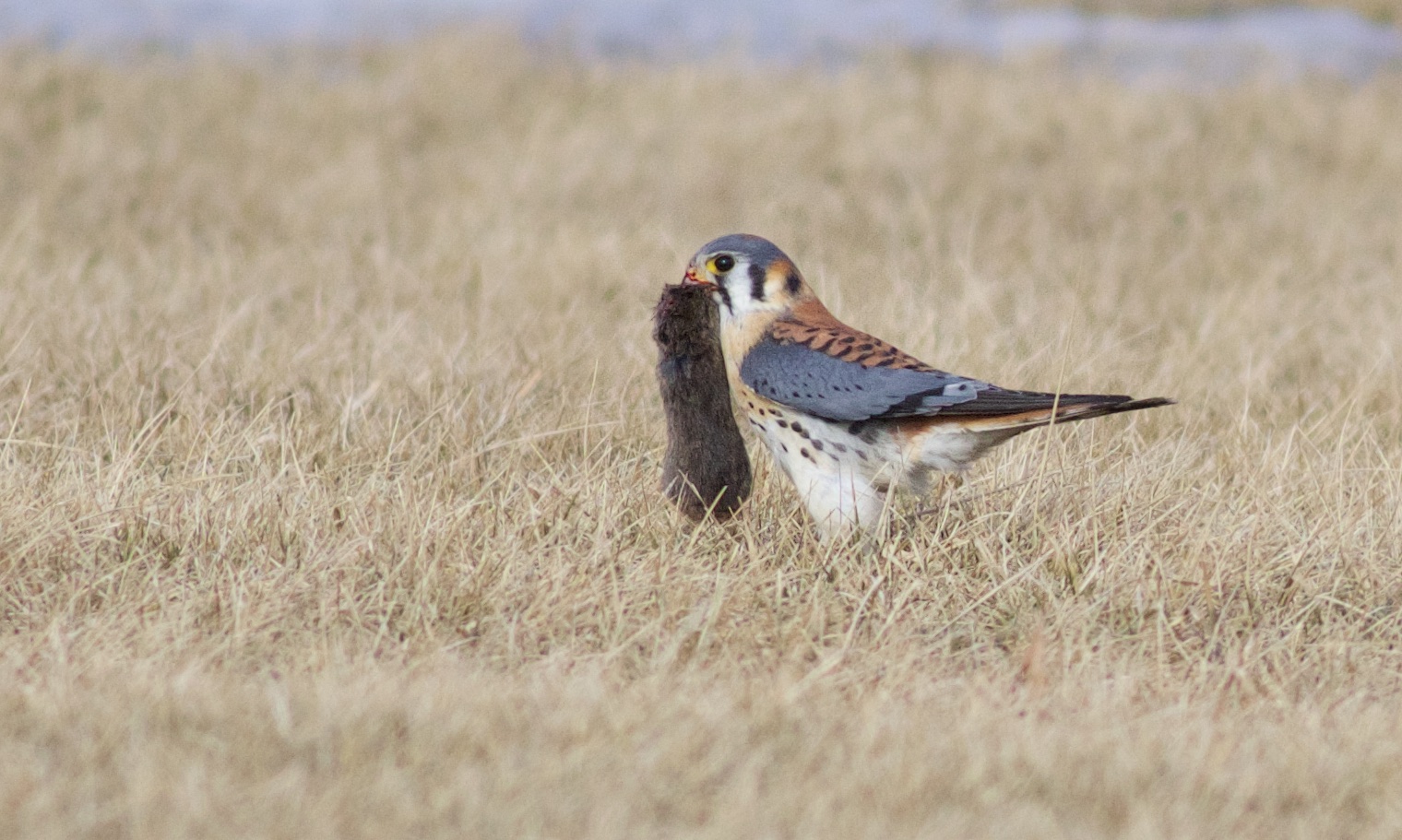Image for Bird of the Week: American Kestrel