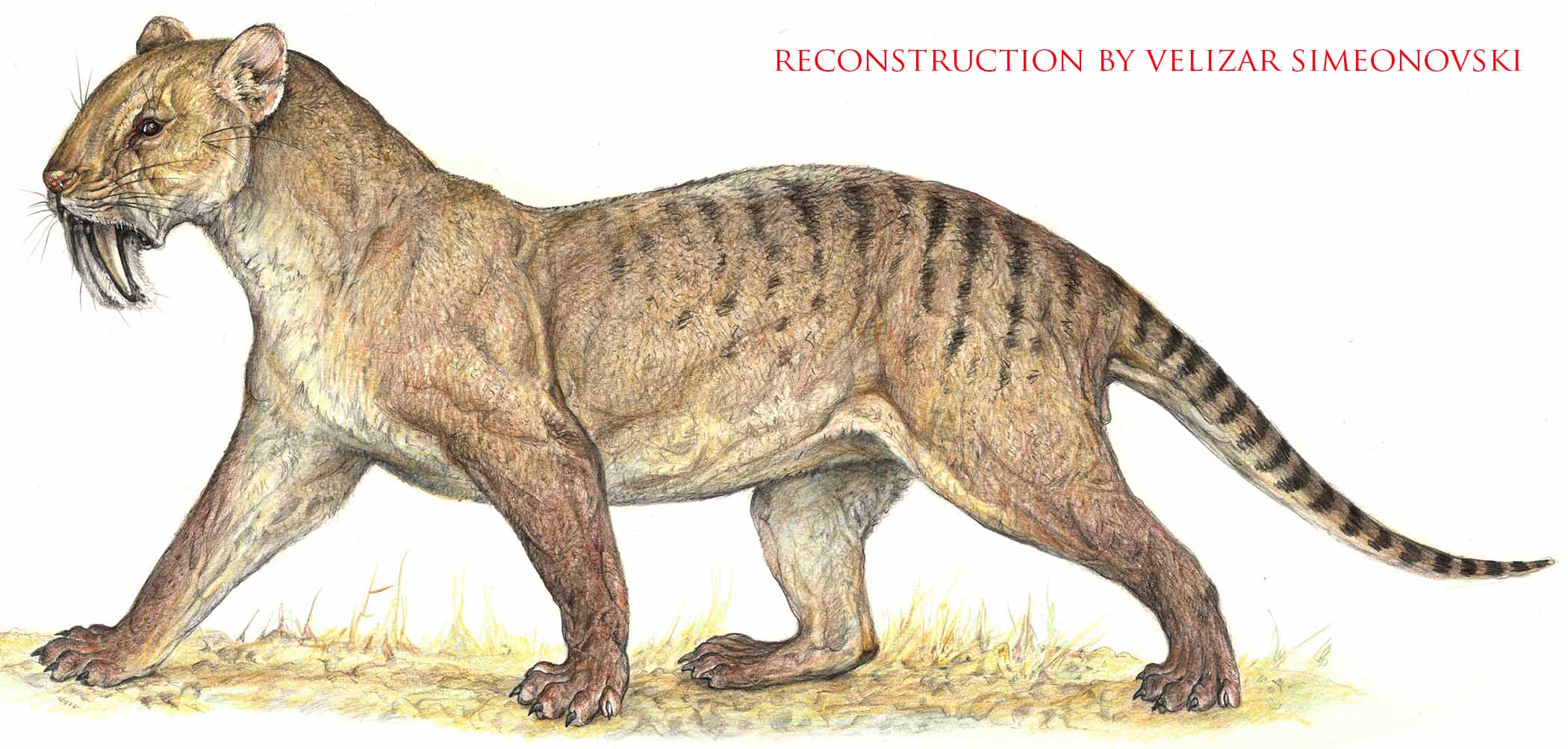 Drawing of an animal that looks like a large cat with small ears and long, sharp teeth