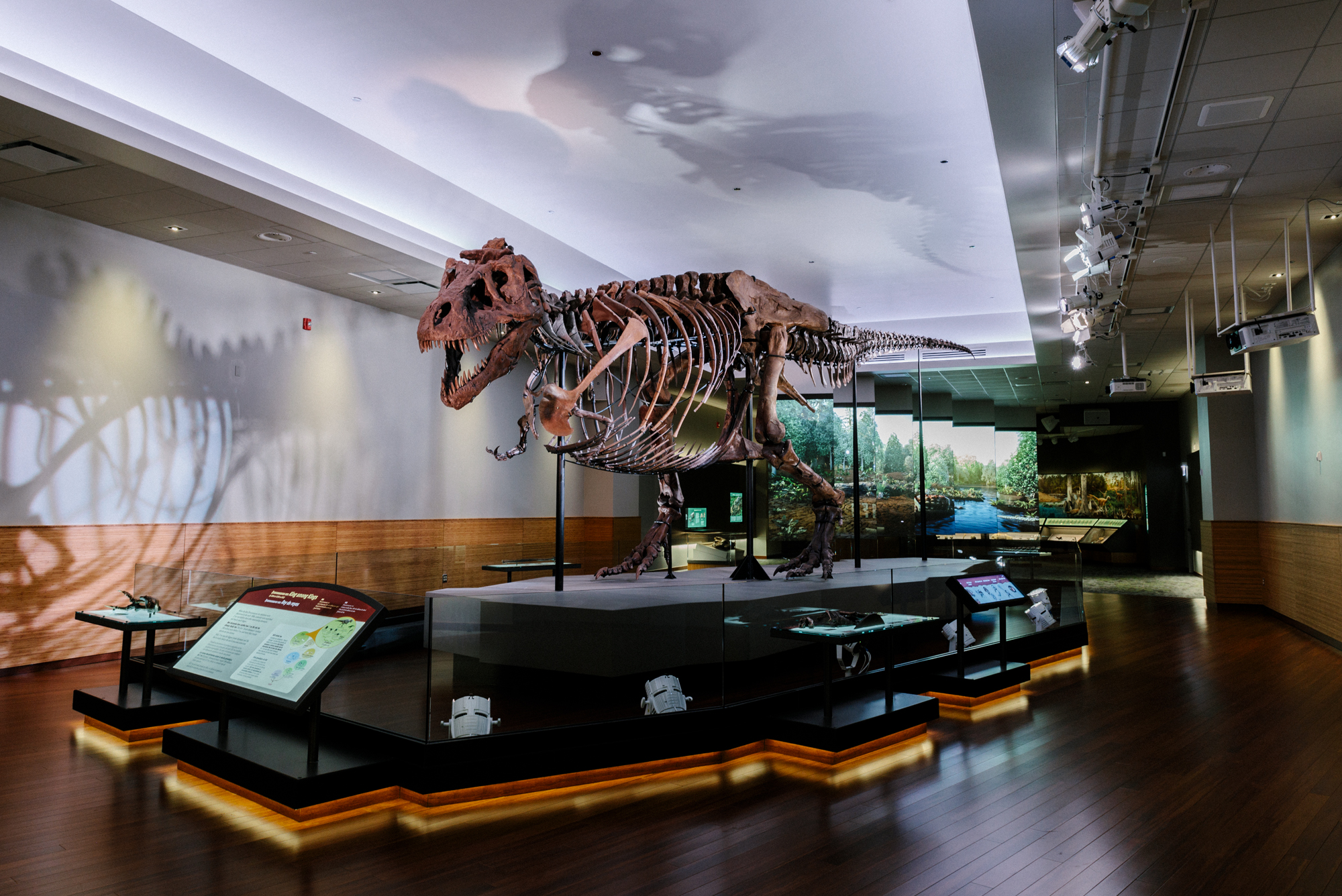 SUE stands proudly in their suite located in the Field Museum’s Evolving Planet exhibition. An animated forest is visible in the background.