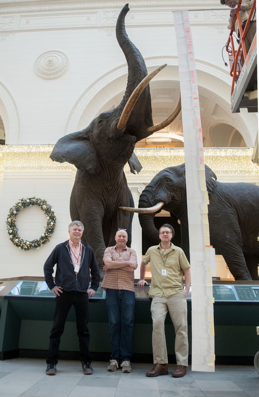John Bates, Bill Stanley and Jake Esselstyn posing in 2012 with an 18-page phylogenetic tree of old world shrews, resulting from an NSF-funded study (which yielded “Thor’s Hero Shrew”). (That’s Michael Paha—remember Santa’s elf from 1998?—up on the cherry-picker.) Field Museum photo by Karen Bean. GN91743_013d