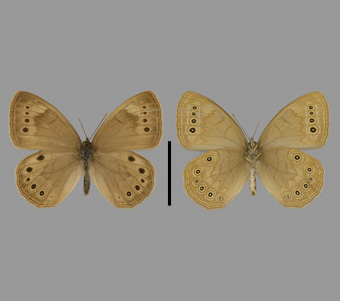 Nymphalidae: Satyrinae 
 
Satyrodes eurydice (Linnaeus, 1763)Eyed BrownFMNH-INS 124035 
Ilion, Herkimer County, NY30 July 1914