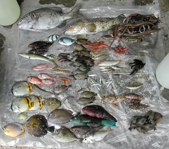 An assortment of different marine fishes collected in Madagascar!