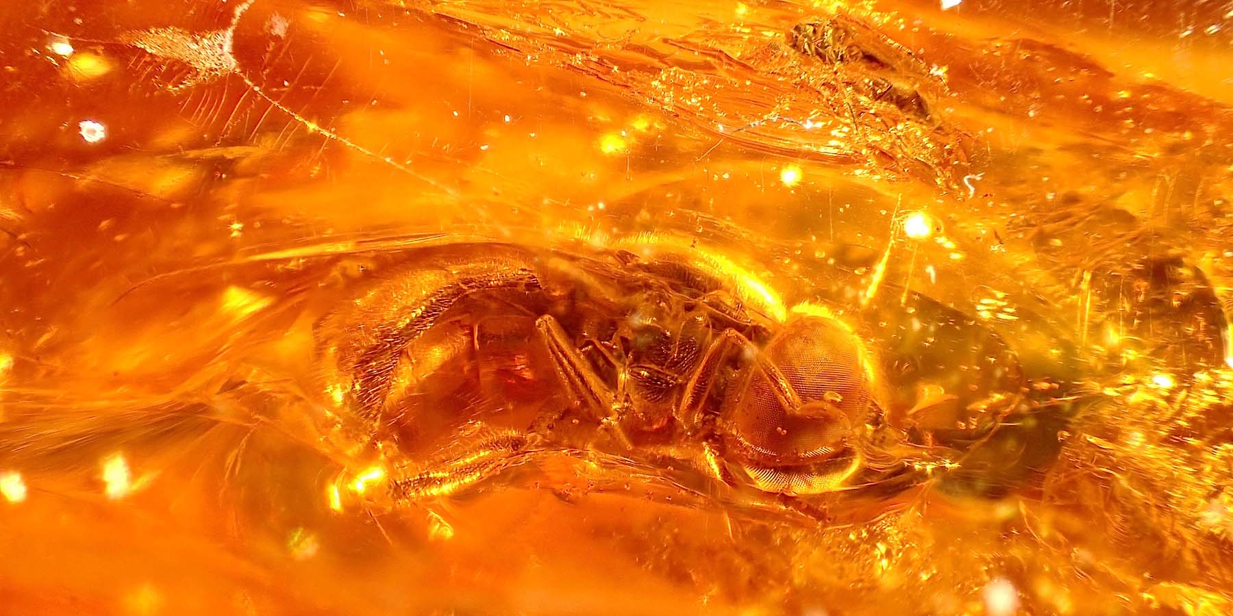 Zoomed in photo of a fly-like insect trapped in orange amber