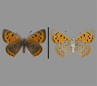 Lycaenidae: Lycaeninae: Lycaenini 
 
Lycaena phlaeas (Linnaeus, 1761)Small CopperFMNH-INS 124066 
Chicago, Cook County, IL