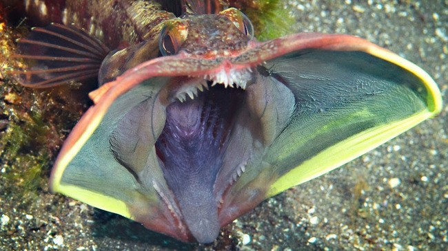 Fish with large mouth and teeth exposed