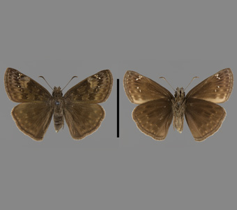 Hesperiidae: Pyrginae 
 
Erynnis baptisiae (Forbes, 1936)Indigo Dusky WingFMNH-INS 124114 
River Grove, Cook County, IL25 July 1938
