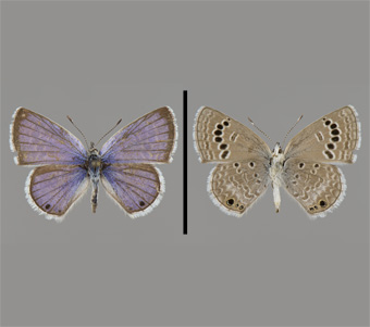 Lycaenidae: Polyommatinae: Polyommatini 
 
Echinargus isola (Reakirt, [1867])Reakirt's BlueFMNH-INS 124082 
Cherry Creek, Grant County, NM16 June 1940
