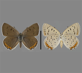 Lycaenidae: Lycaeninae: Lycaenini 
 
Lycaena dione (Scudder, 1868)Gray CopperFMNH-INS 124062 
Chicago, Cook County, IL6 July 1935