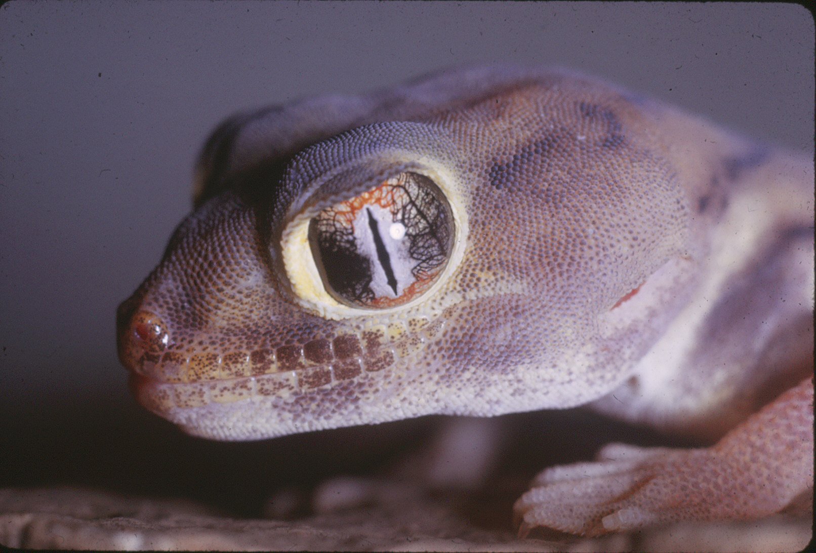Close-up view of a gecko showing only its head and frog-like eyes.