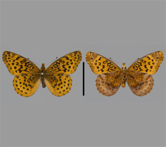 Nymphalidae: Heliconiinae: Argynnini 
 
Boloria bellona (Fabricius, 1775)Meadow FritillaryFMNH-INS 124025 
Apple River Canyon, Jo Daviess County, IL17 June 1991