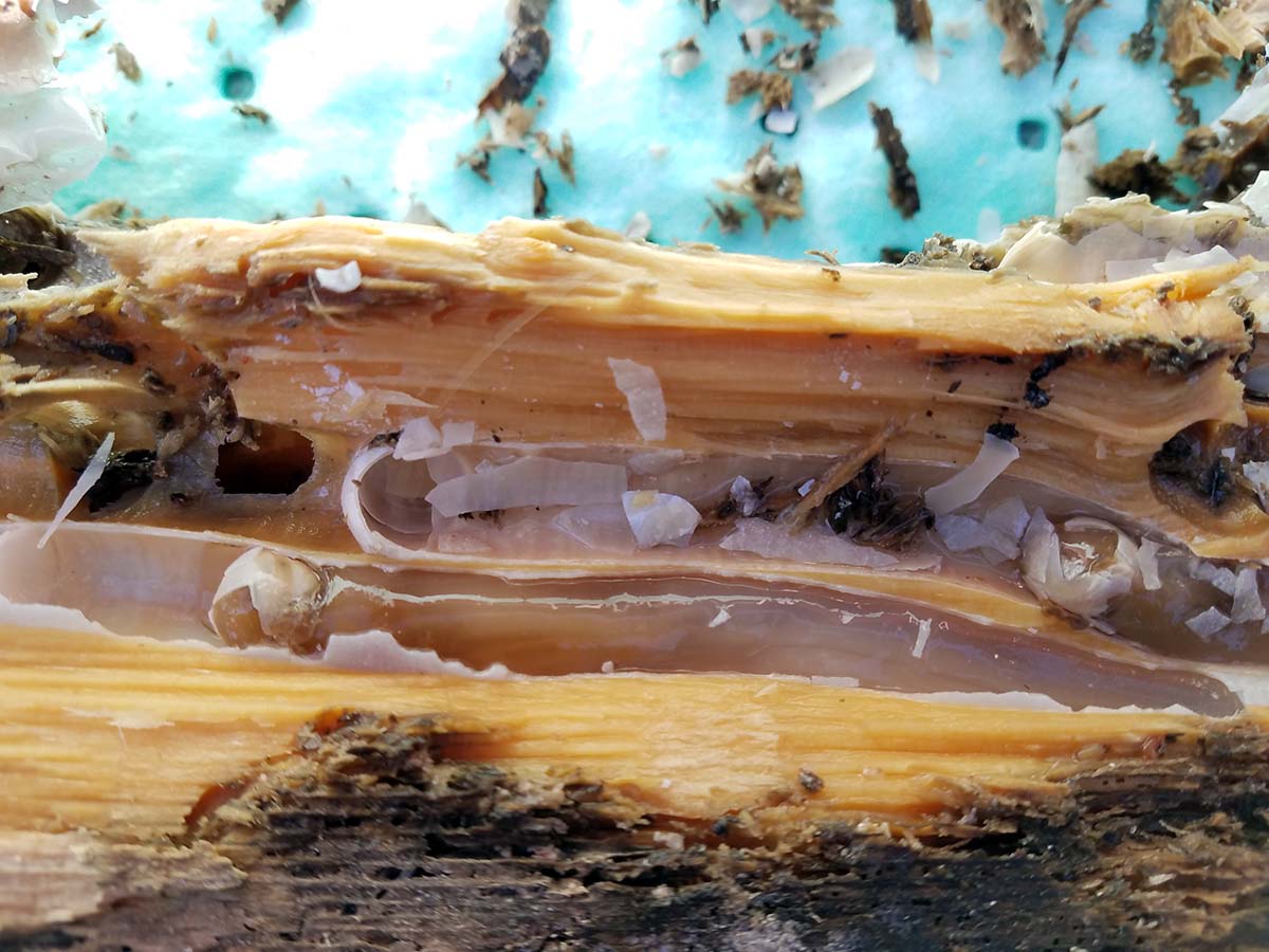 Close-up view of wood with shavings around it, and pieces hollowed out