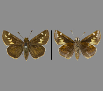 Hesperiidae: Hesperiinae 
 
Poanes zabulon (Boisduval & Leconte, [1837])Southern Dimorphic Skipper, femaleFMNH-INS 124104 
St. Louis, St. Louis County, MO24 May 1903