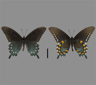 Papilionidae: Papilioninae: Troidini 
 
Battus philenor (Linnaeus, 1771)Pipevine SwallowtailFMNH-INS 124051 
Greencastle, Putnam County, IN17 June 1974