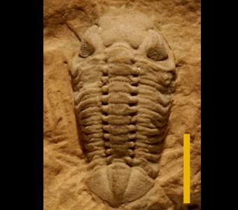 Arthropoda - Trilobita - Phacopida
 
Phacops handwerkiSpecimen PE 10xx9
Racine Formation
Paleozoic - Silurian -Niagaran
Lemont, Illinois