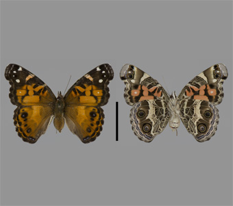Nymphalidae: Nymphalinae: Nymphalini 
 
Vanessa virginiensis (Drury, 1773)American Painted LadyFMNH-INS 124033 
Lake Forest, Lake County, IL3 August 2002
