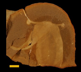 Problematica
 
Tullimonstrum gregarium Richardson 1966(Tully Monster)Specimen PE 13867
Carbondale Formation - Francis Creek Shale Member
Paleozoic - Middle Pennsylvanian (~305 million years old)
Mazon Creek Area, Illinois