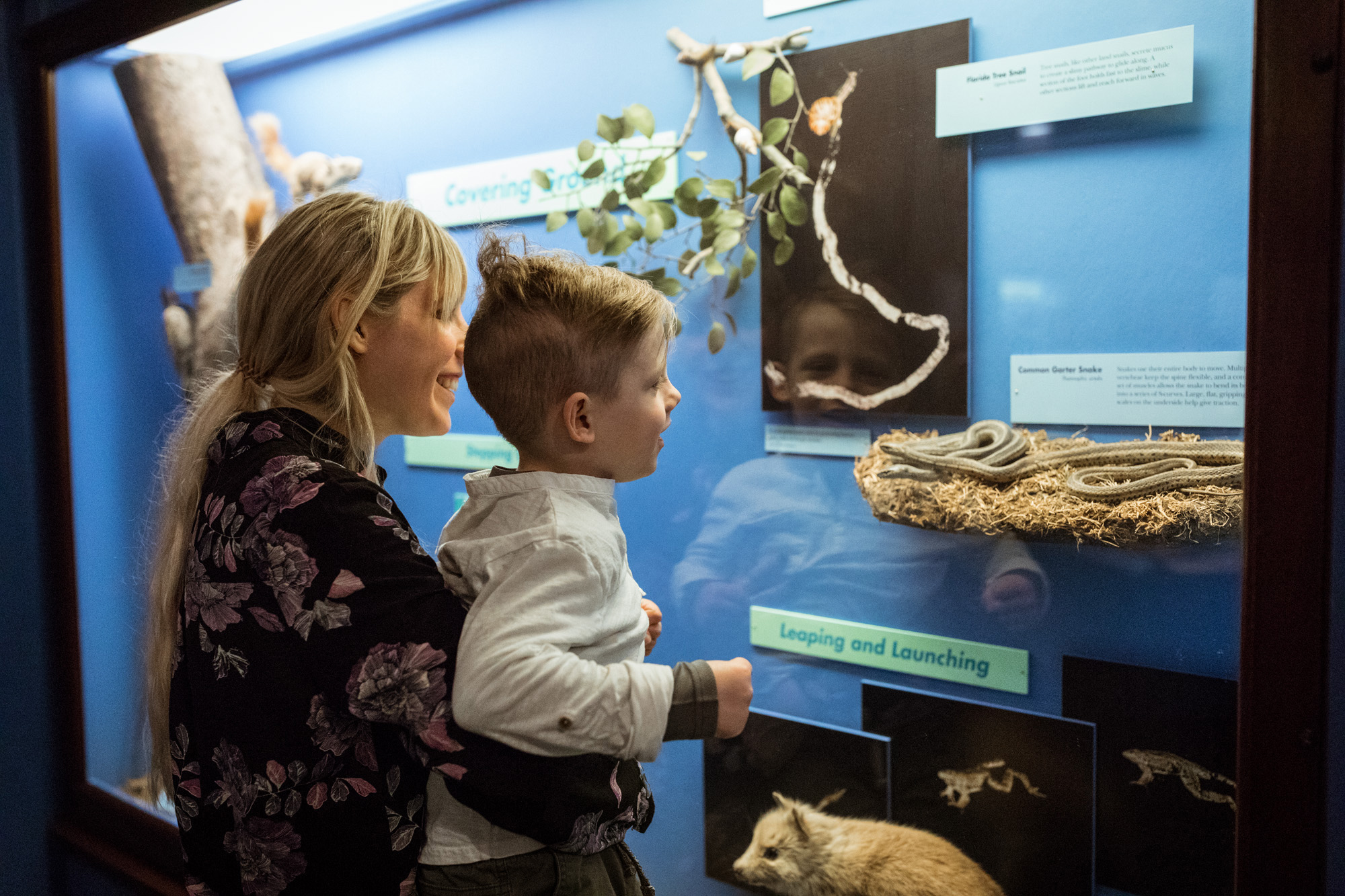 A woman holds up a little boy as they look into a taxidermy case filled with snakes, squirrels, and another small mammal.